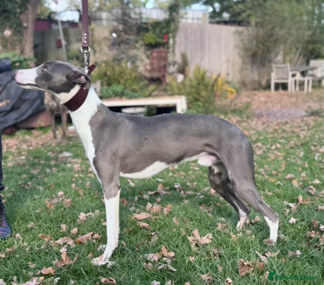 Whippet dogs for stud: KC Blue Parti Whippet Stud - Advert 3