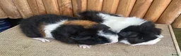 Guinea Pig rodents for sale: Baby boys  - Advert 4