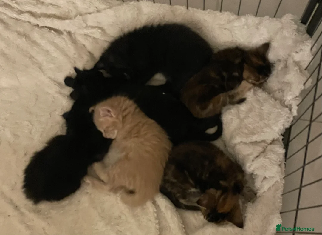 Maine Coon cats for sale: Maine Coon X kittens - Oxfordshire in Oxford - Advert 2