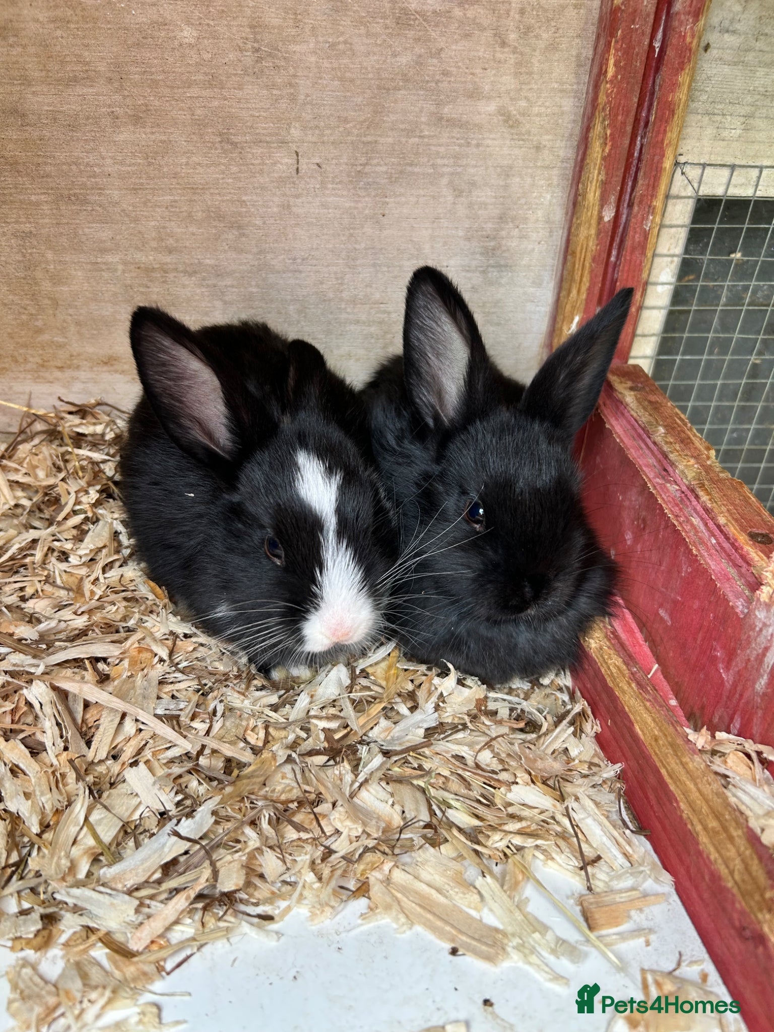 Mixed Breed rabbits for sale: Baby Bunnys  - Advert 1