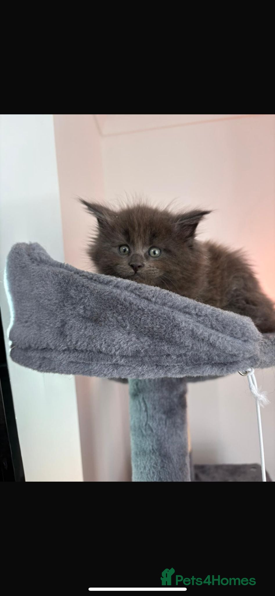 Maine Coon cats Tica Reg Maine Coon Kittens - Advert 3