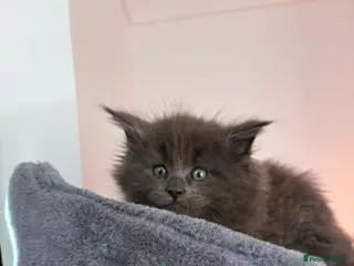 Maine Coon cats Tica Reg Maine Coon Kittens - Advert 3