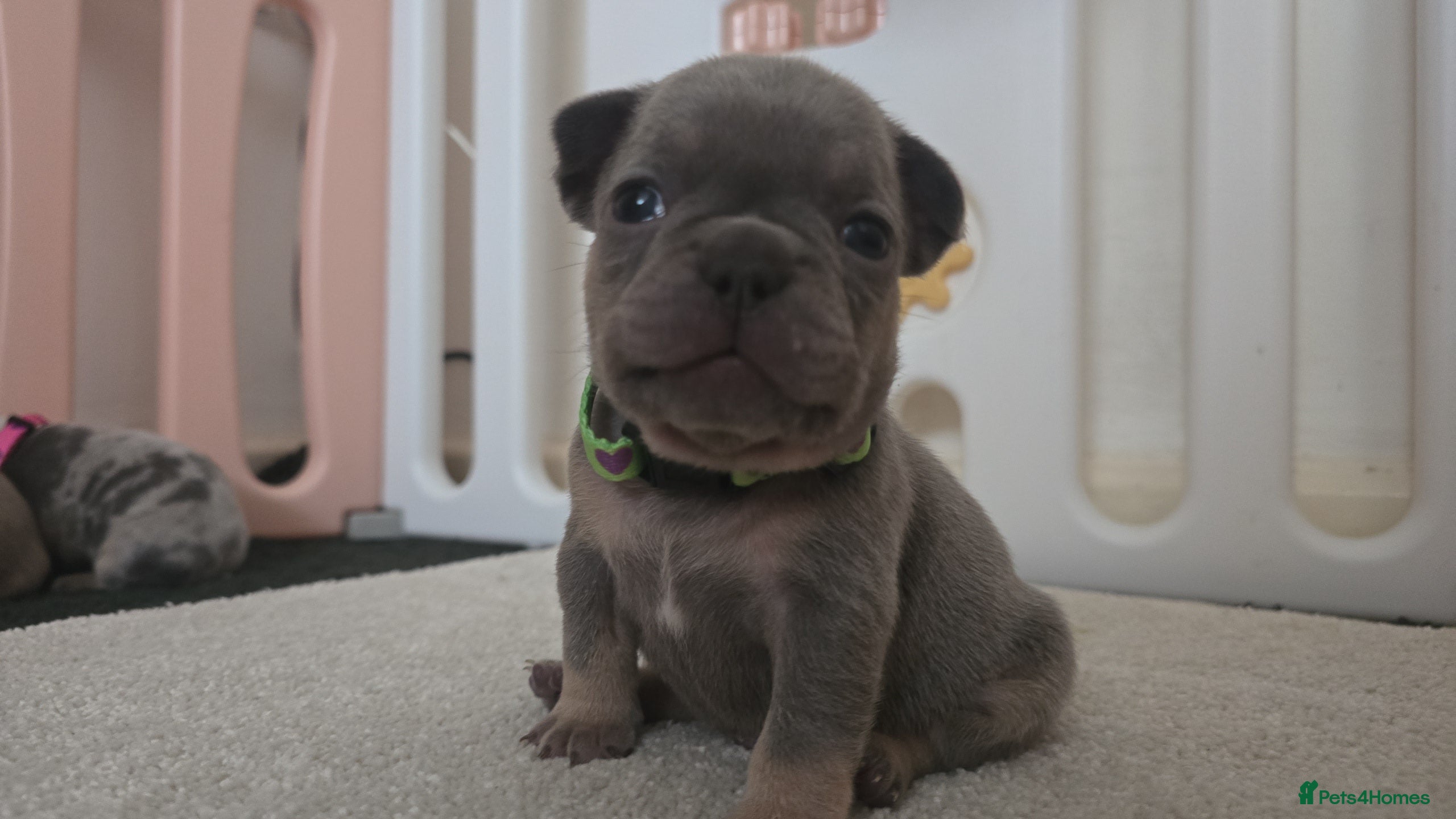 French Bulldog dogs Frenchie puppies  - Advert 7