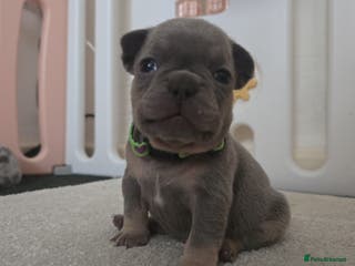 French Bulldog dogs Frenchie puppies - Advert 7