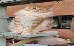 Maine Coon cats for sale: Beautiful torbie Maine Coon girls - Image 15