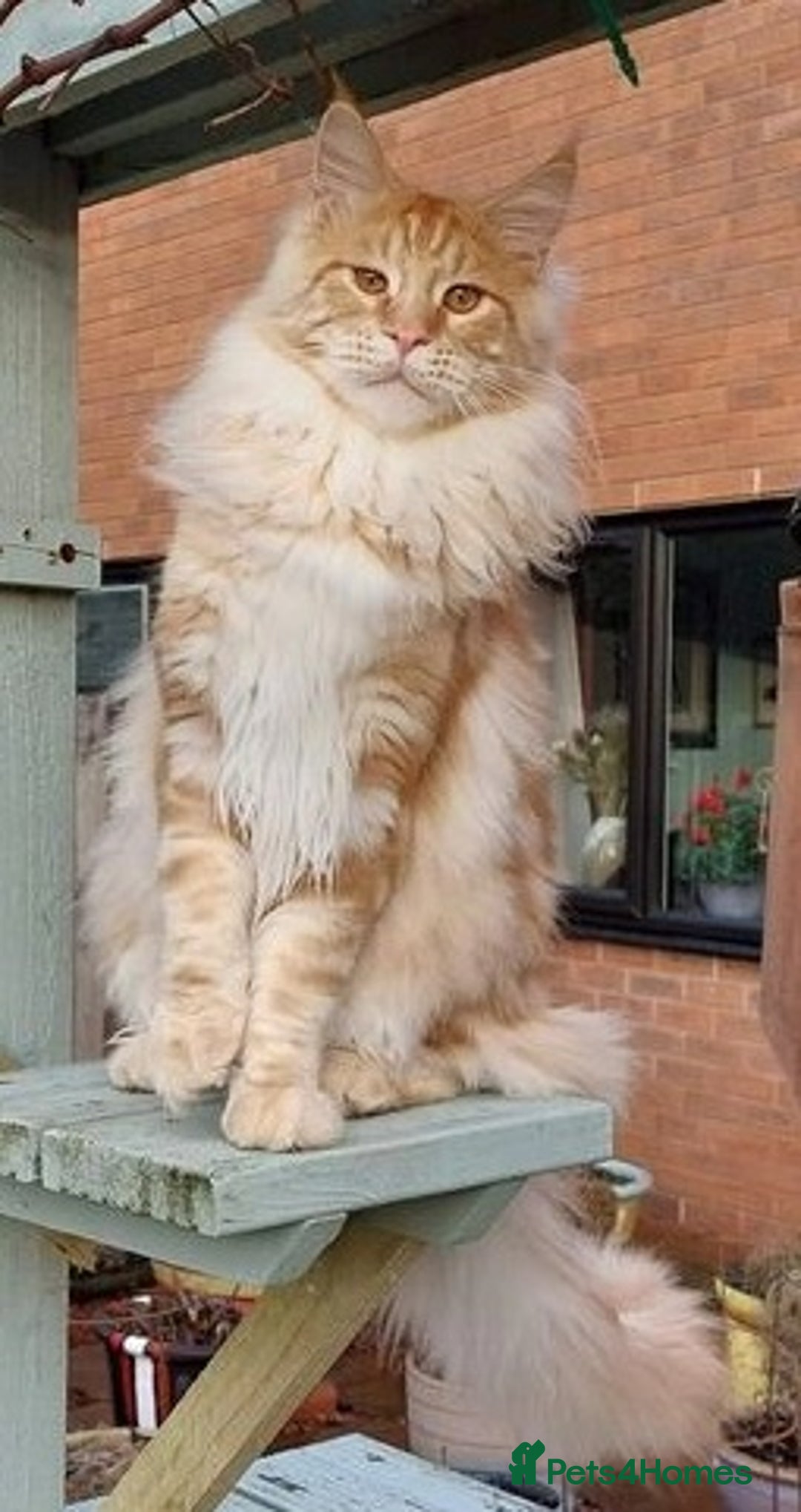 Maine Coon cats for sale: Beautiful torbie Maine Coon girls - Image 15