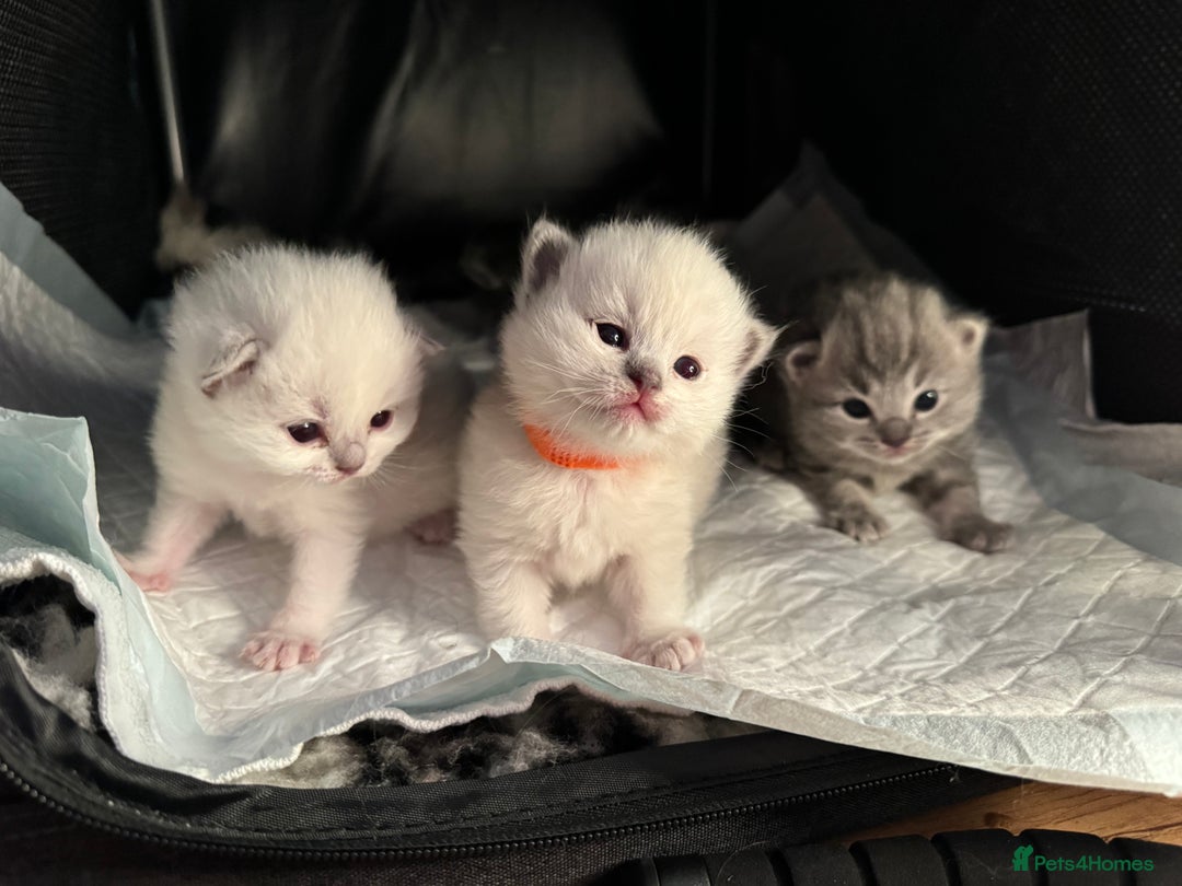 RagaMuffin cats for sale: Beautiful Ragamuffin Kittens - BSH/Ragdoll Cross - Advert 22