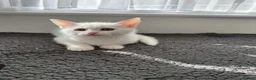 Turkish Angora cats for sale: Cute Turkish Angora x British Shorthair Kitten - Advert 10