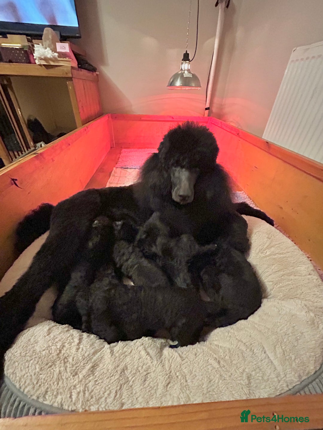 Standard Poodle dogs for sale: Poodle puppies - Advert 2