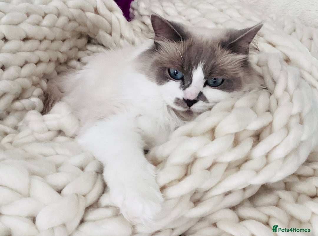 Ragdoll cats for sale: Ragdoll, Un-Neutered Female - Advert 4