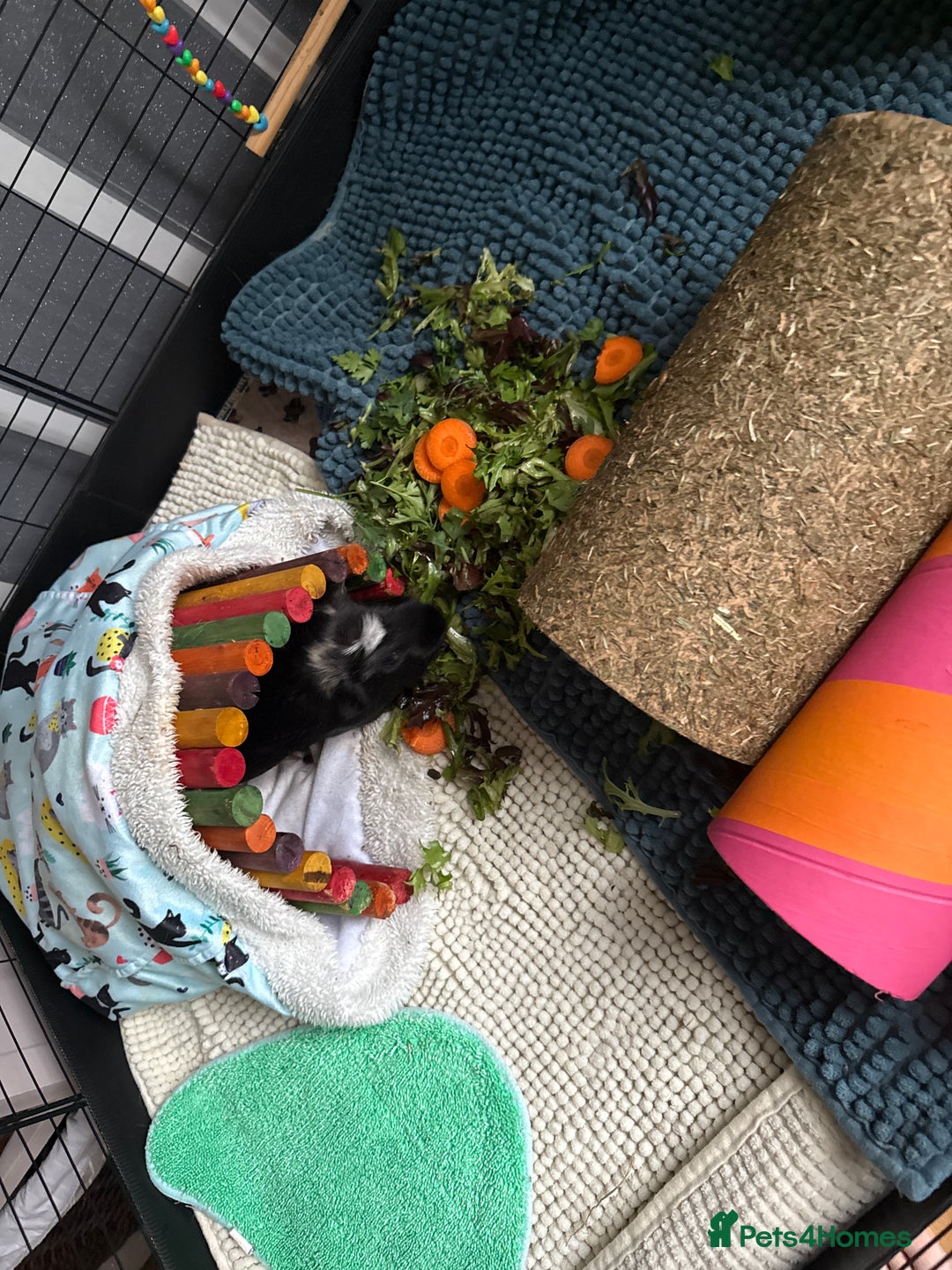 Guinea Pig rodents for sale: Guinea pig brothers for sale  - Image 4