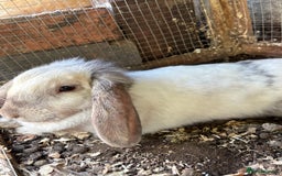 Lionhead rabbits for sale: Bonnie the rabbit  - Image 2