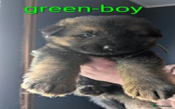 German Shepherd dogs for sale: German shepherd puppy's  - Image 1