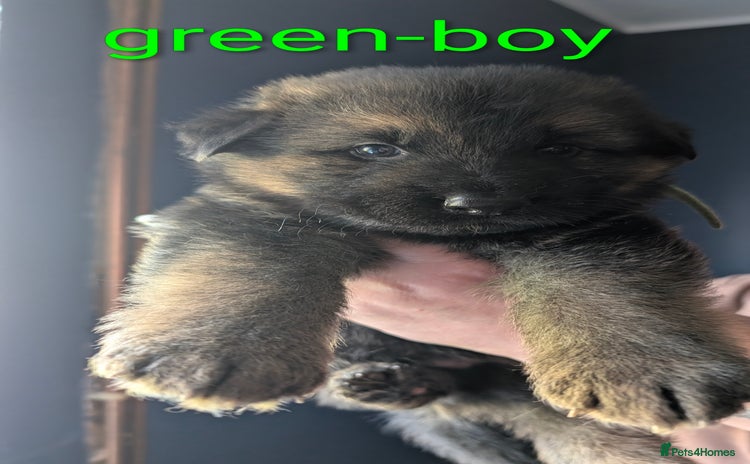 German Shepherd dogs - Advert 7
