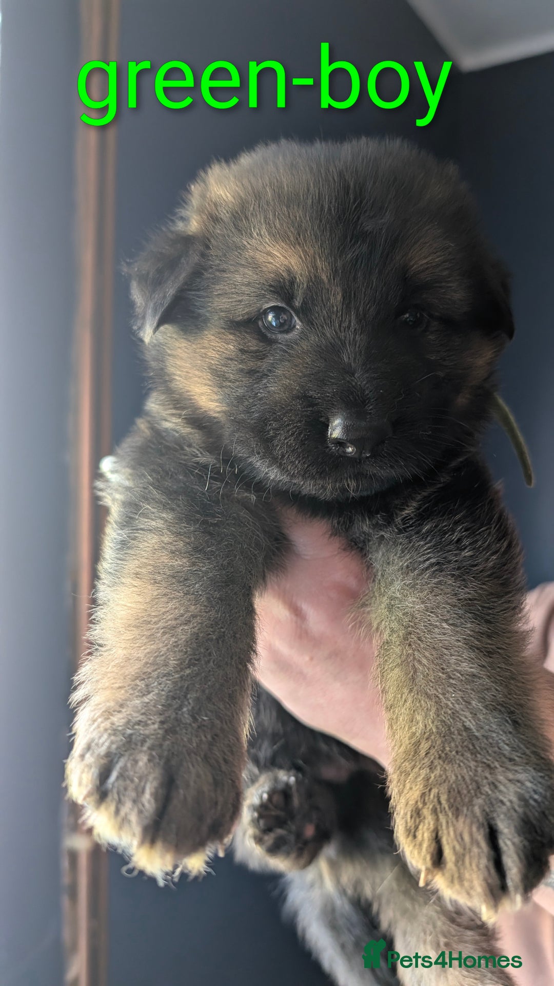 German Shepherd dogs for sale: German shepherd puppy's  - Image 1