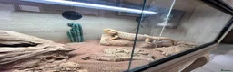 Bearded Dragon reptiles for sale: Bearded dragon  in Aylesbury - Advert 5