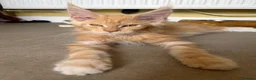 Maine Coon cats for sale: Stunning XL Russian Maine Coon kittens - Advert 13