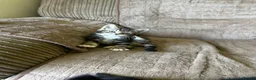 Mixed Breed cats for sale: Cute kittens - Advert 7