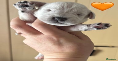 Miniature Schnauzer dogs - Advert 4