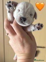 Miniature Schnauzer dogs - Advert 4