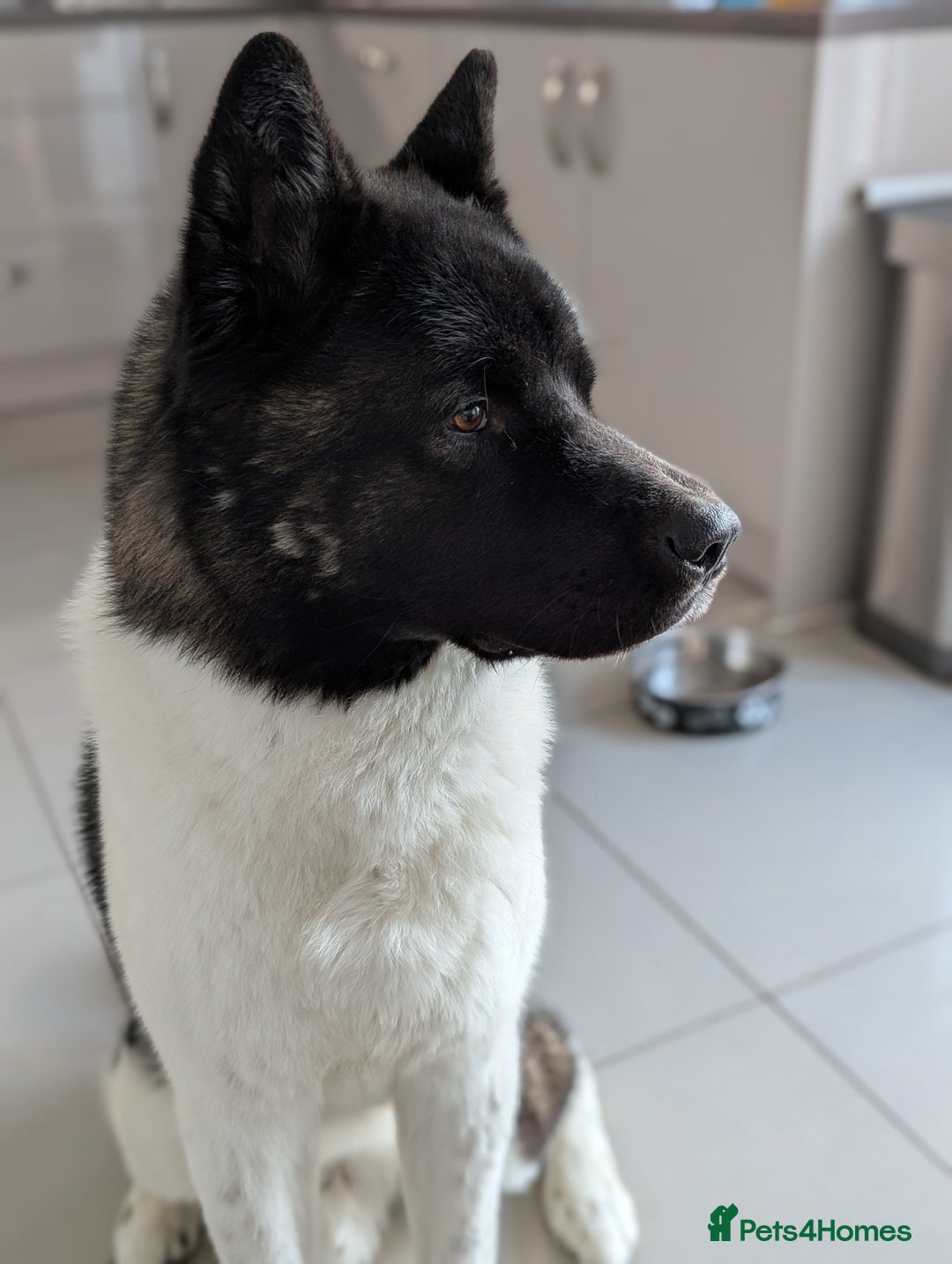 Akita dogs for sale: Zeus looking for his forever home - Advert 3
