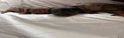 Doxiepoo dogs for sale: 7 Beautiful Doxiepoos  in Wetherby - Advert 11