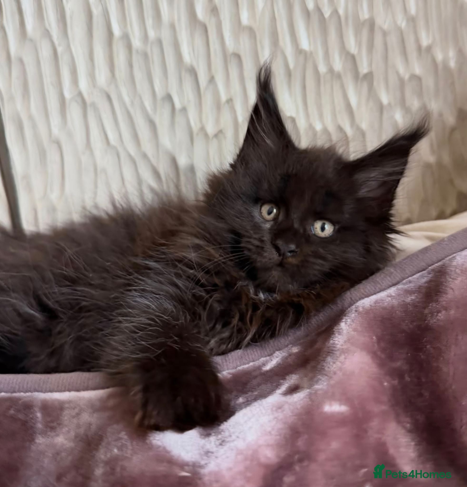 Maine Coon cats MaineCoon kitten - Advert 1