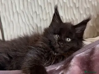 Maine Coon cats MaineCoon kitten - Advert 1