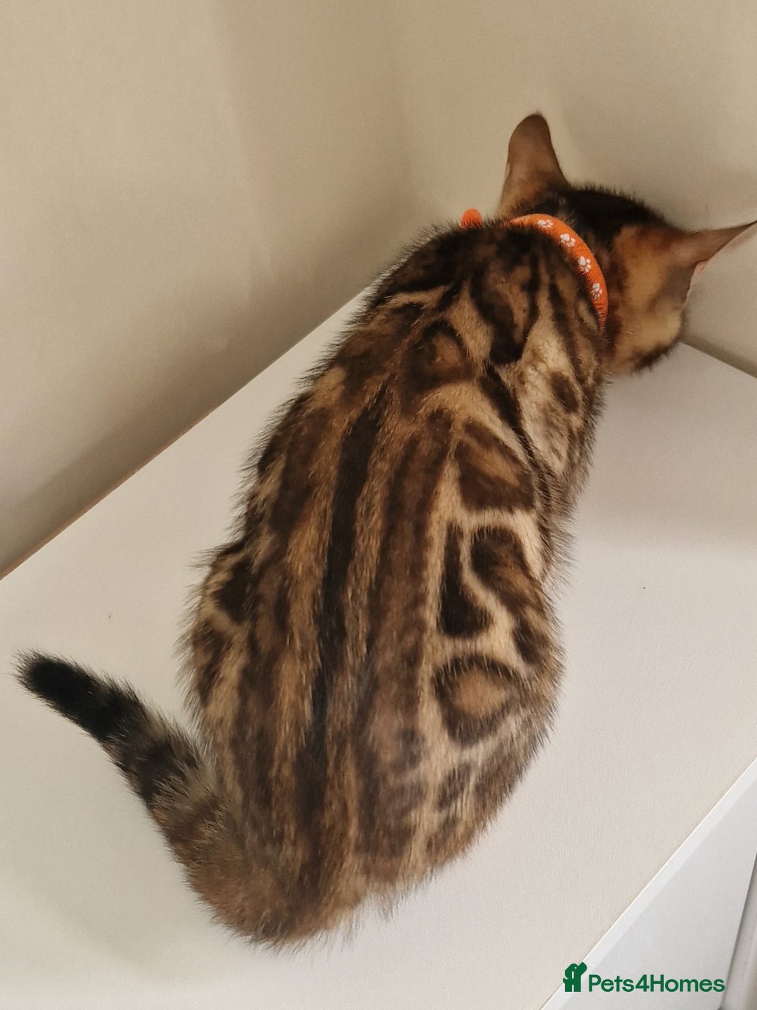Bengal cats for sale: Stunning Glittered Pedigree Benga kittens  - Image 29