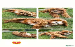 Cavapoo dogs for sale: Cavapoo dna clear  - Image 19
