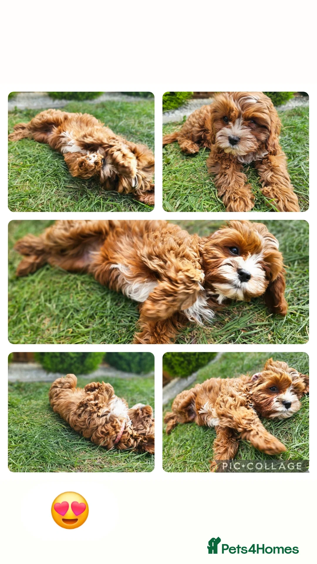 Cavapoo dogs for sale: Cavapoo dna clear  - Image 19