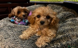 Cavapoo dogs for sale: Tiny Toy Poodle Princess – Ready Now! - Image 5