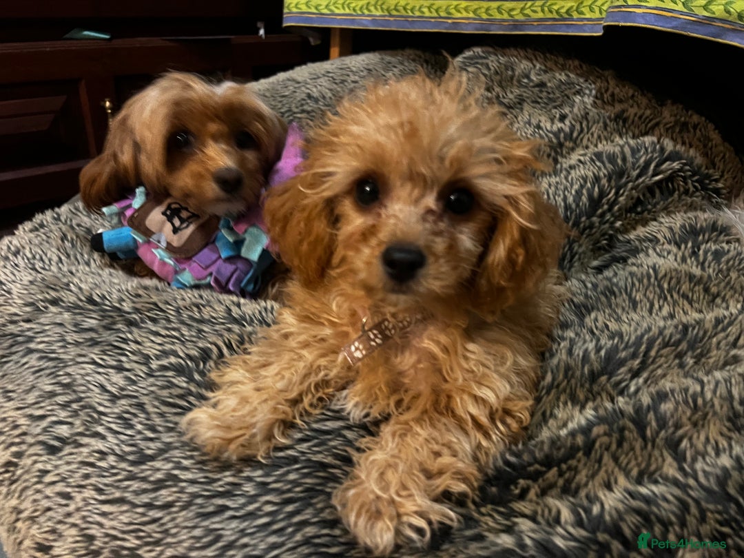 Cavapoo dogs for sale: Tiny Toy Poodle Princess – Ready Now! - Image 5