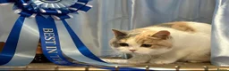 British Shorthair cats for sale: Beautiful British Female - Advert 6