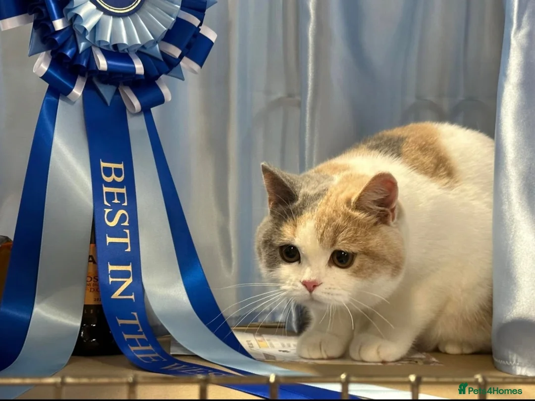 British Shorthair cats for sale: Beautiful British Female - Advert 6