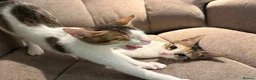 Mixed Breed cats for adoption: Cleo and Junior - lovely kitties - Advert 10