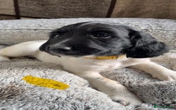 English Springer Spaniel dogs for sale: Quality ESS KC Reg Health Tested Parents 5⭐️ - Image 2