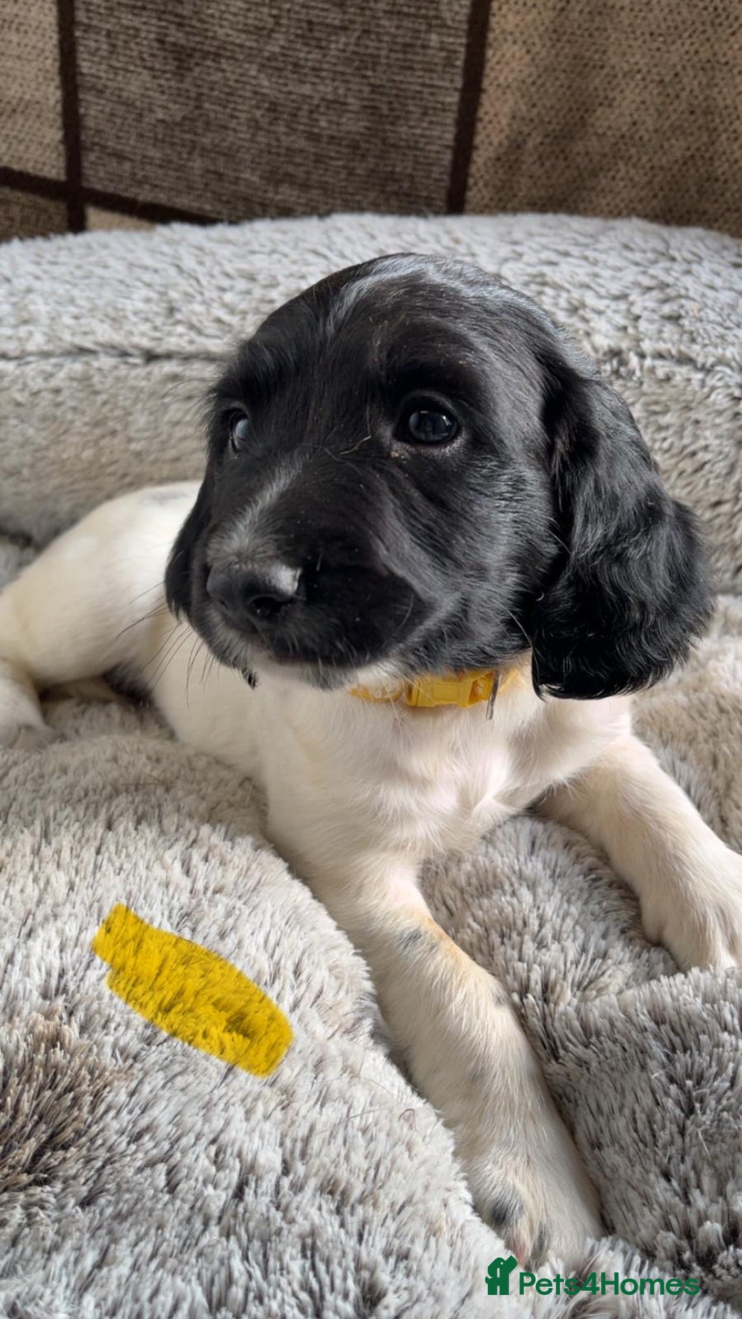 English Springer Spaniel dogs for sale: Quality ESS KC Reg Health Tested Parents 5⭐️ - Image 2