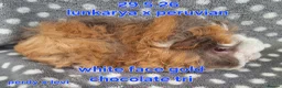 Guinea Pig rodents for sale: Fluffy baby boy male guinea pigs - Advert 7