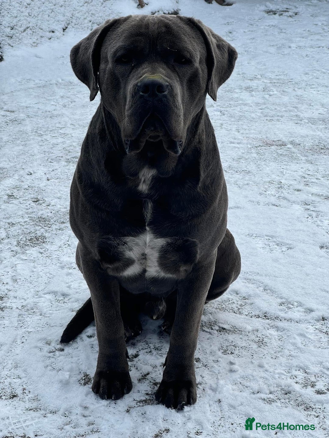 Mixed Breed dogs for sale: Ddb x cane corso - Advert 24