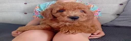 Goldendoodle dogs for sale: Gorgeous F1b Goldendoodle Puppy - Advert 2