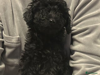 Miniature Poodle dogs toy poodle puppy - Advert 9