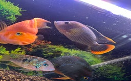 Cichlids fish for sale: Tropical fish  - Image 19