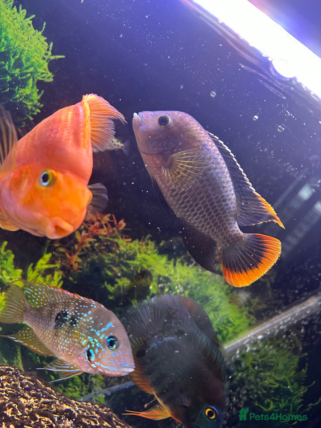 Cichlids fish for sale: Tropical fish  - Image 19