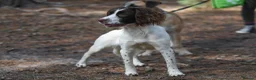 English Springer Spaniel dogs for sale: Kennel club registered Springer Spaniel Puppies - Advert 13
