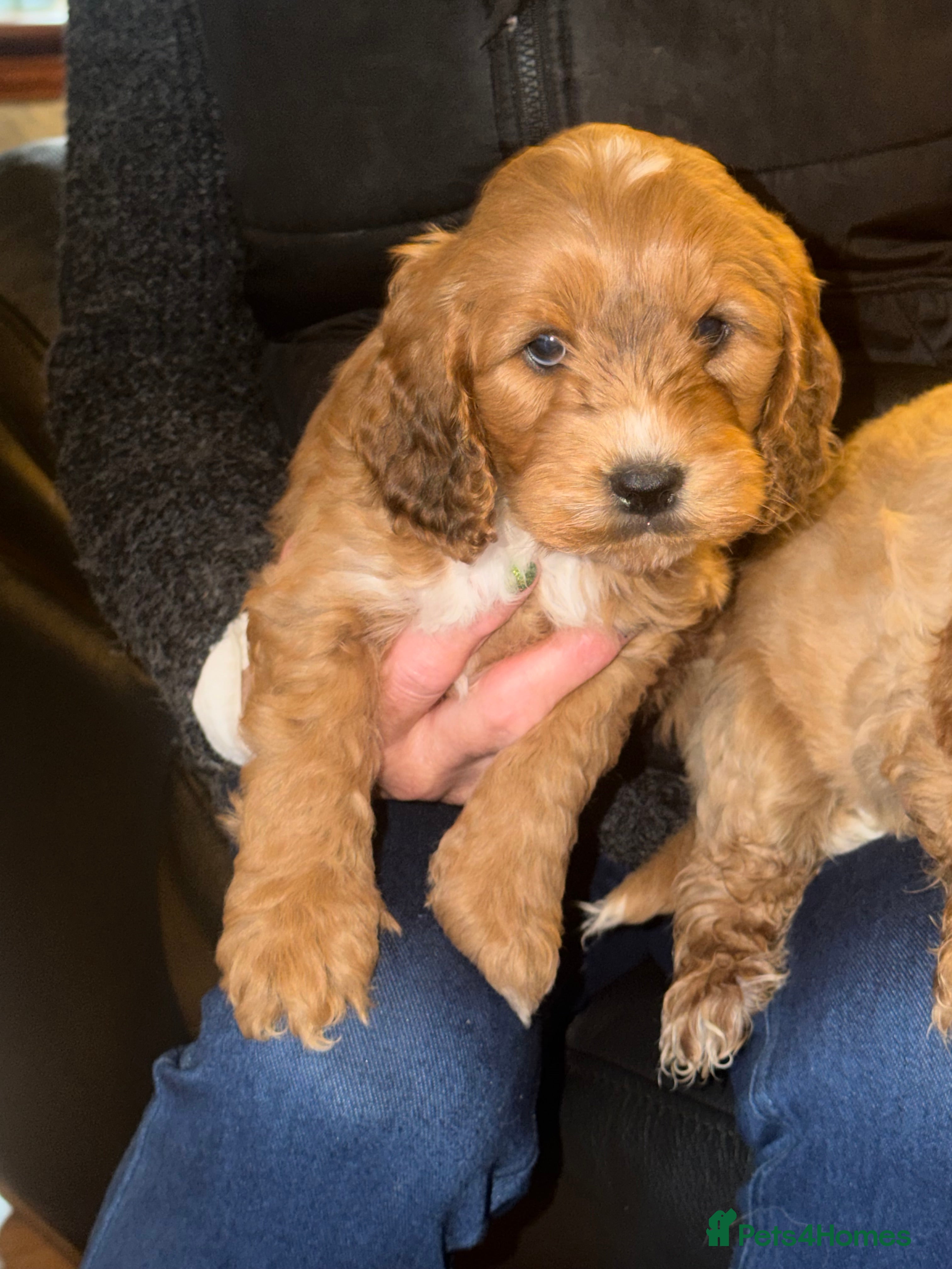 Cockapoo dogs Cockapoo pups one boy available  - Advert 1