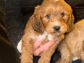 Cockapoo dogs Cockapoo pups one boy available - Advert 1