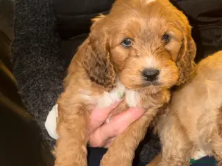 Cockapoo dogs Cockapoo pups one boy available - Advert 9