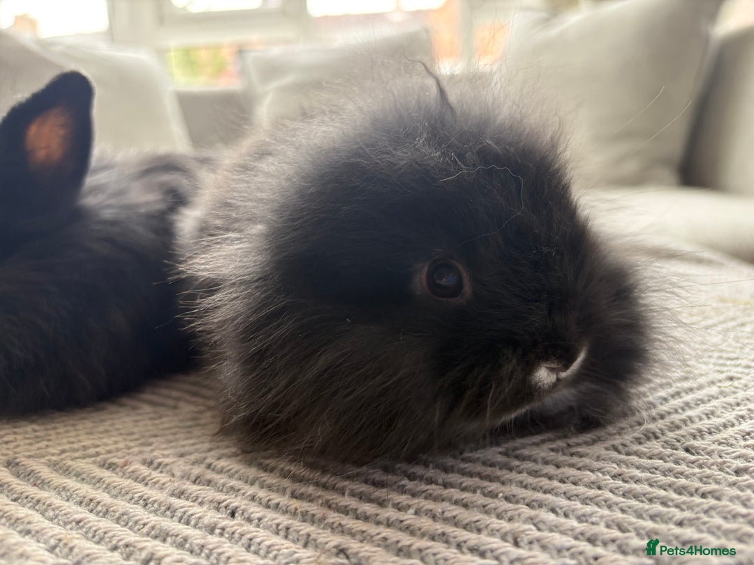 Mini Lion Lop rabbits for sale: Cuteness overload!! Mini lion head bunnies  - Image 10