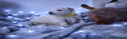 Maltese dogs for sale: 🐶4 Beautiful Maltese Puppies – 3 Boys & 1 Girl - Advert 3